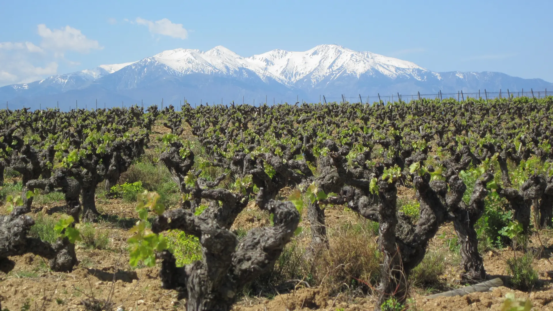 Aspres St Jean Lasseille Château Planères 10