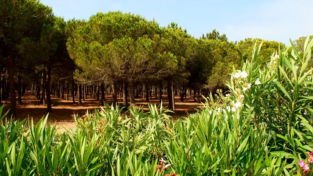 PORT BARCARES PINEDE