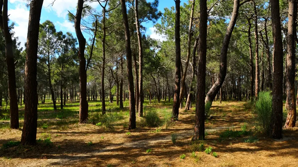 PORT BARCARES PINEDE