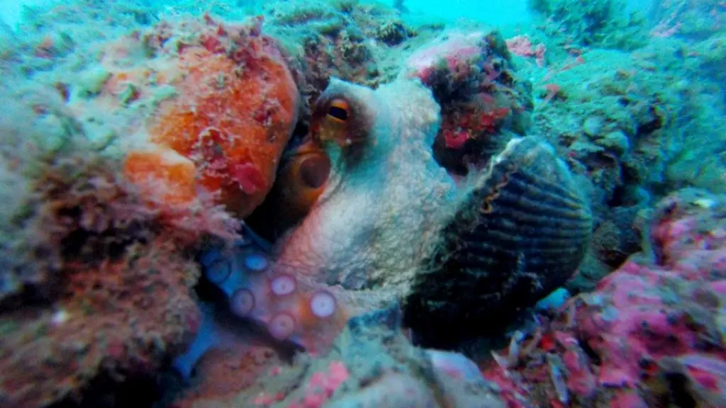 CENTRE DE PLONGEE LE POULPE