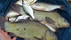 Roussillon Fishing 4