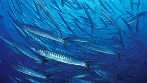 Roussillon Fishing 2