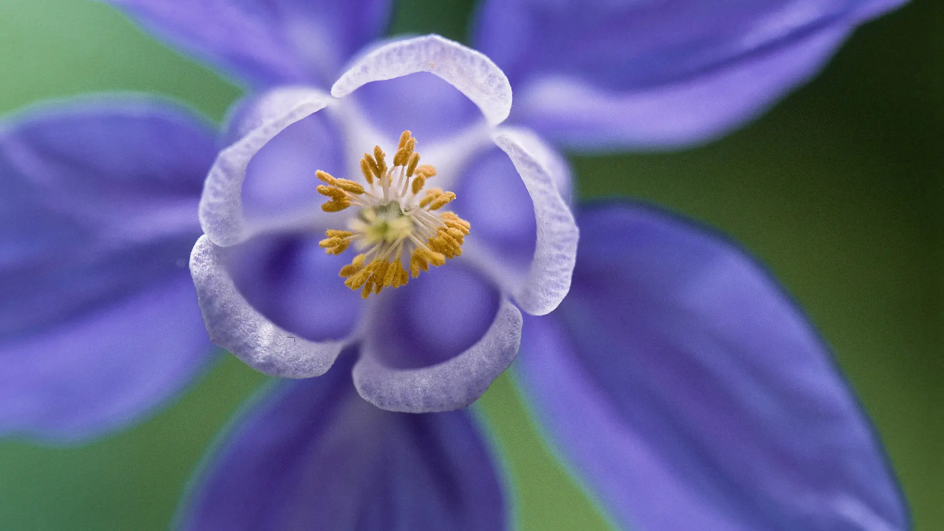 Ancolie des Alpes, Aquilegia alpina