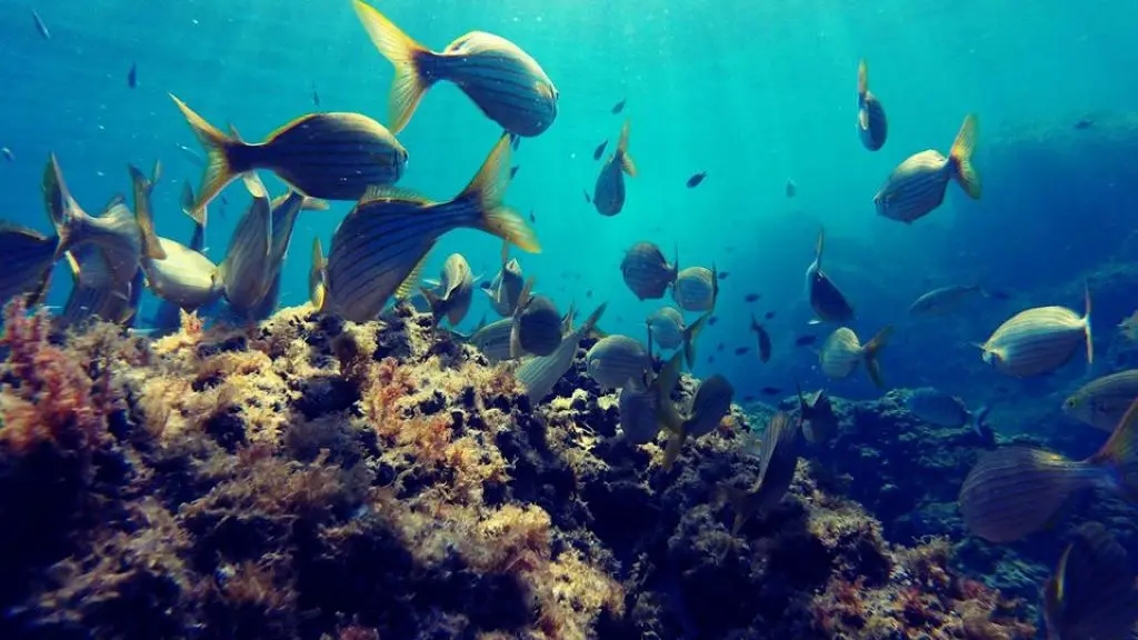 CENTRE DE PLONGEE LE POULPE