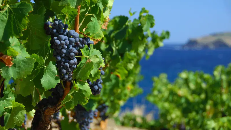 Terre des Templiers 4