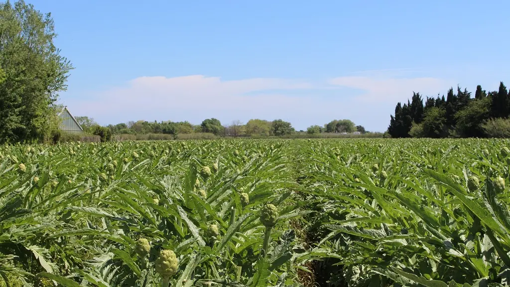 Têt Cirkwi suppl Champ d'artichauts ©Mairie de sainte marie