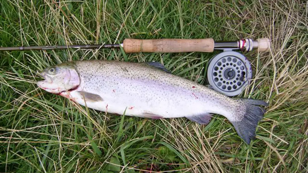 Thierry Couasnon truite_arc_en_ciel