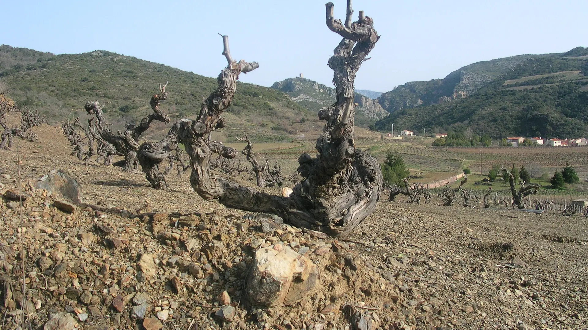 Vignerons de Tremoine 2