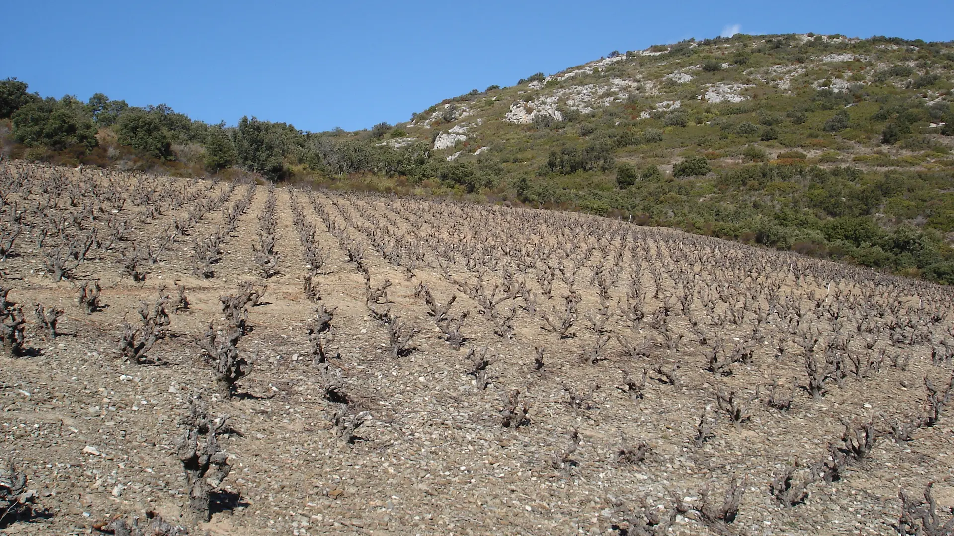 Vignerons de Tremoine 3