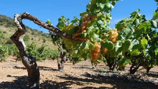Vignerons de Tremoine 4