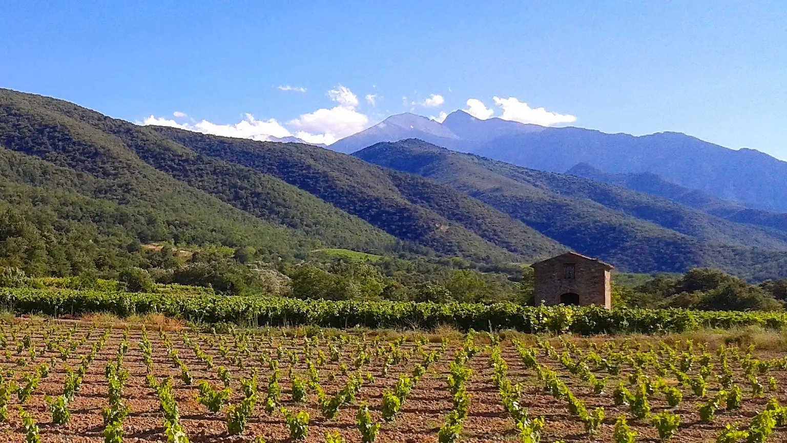 Vignes et vue sur le Canigou
