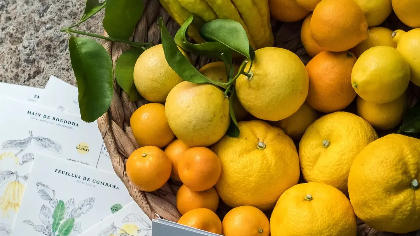 agrumes schaller bachès 4