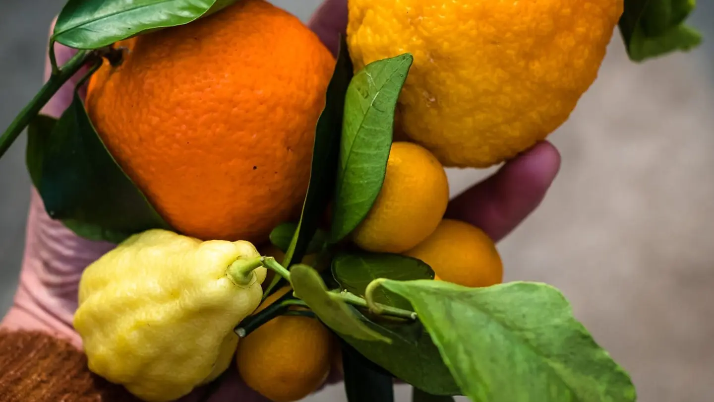 agrumes schaller bachès 1