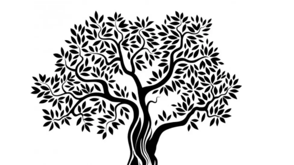 aire des oliviers Canet