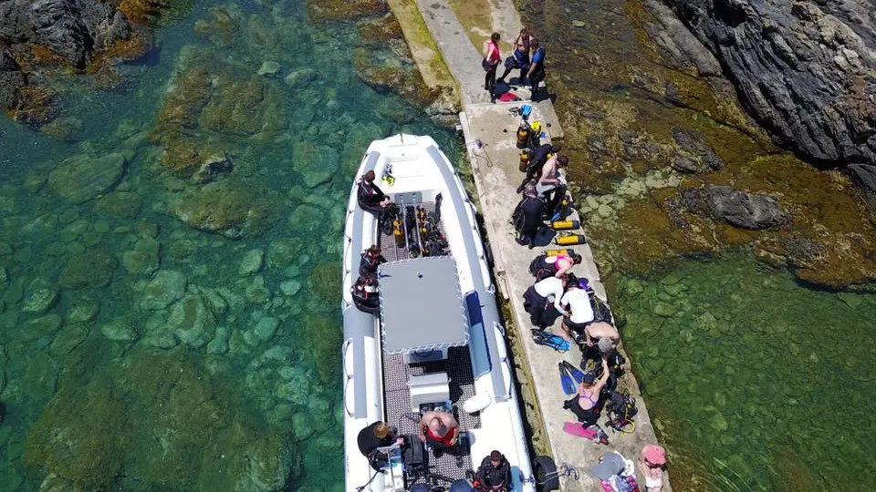 ALOES PLONGEE CERBERE