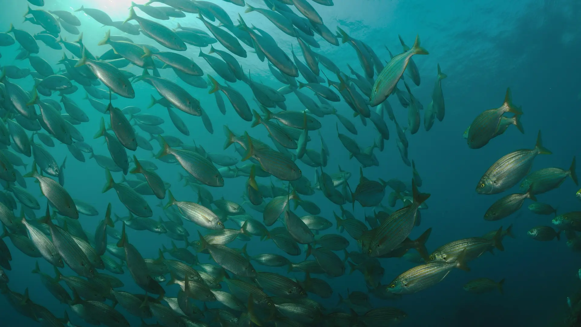 aquaplanet saint cyprien 02 1920px