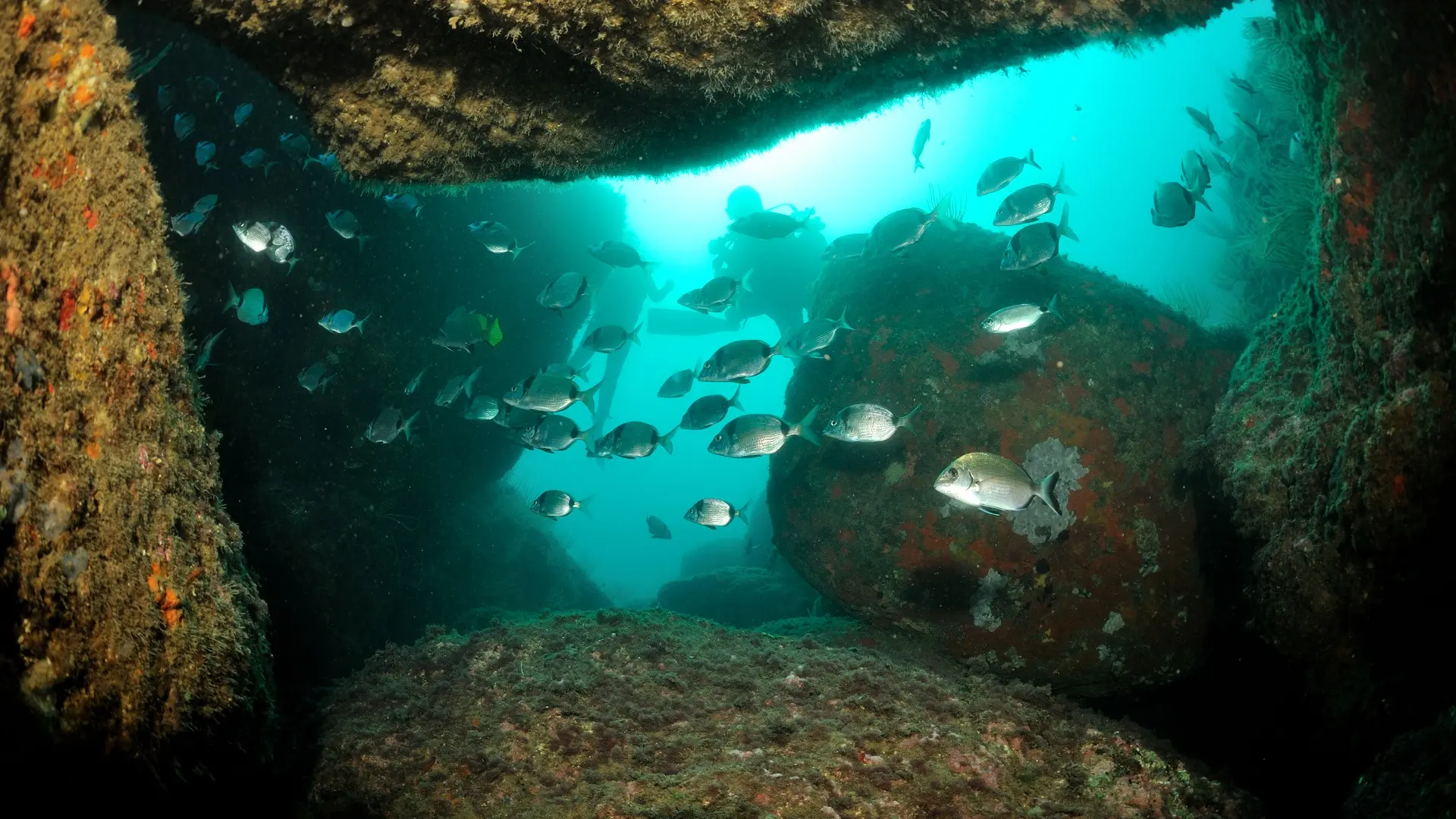 aquaplanet saint cyprien 1920px