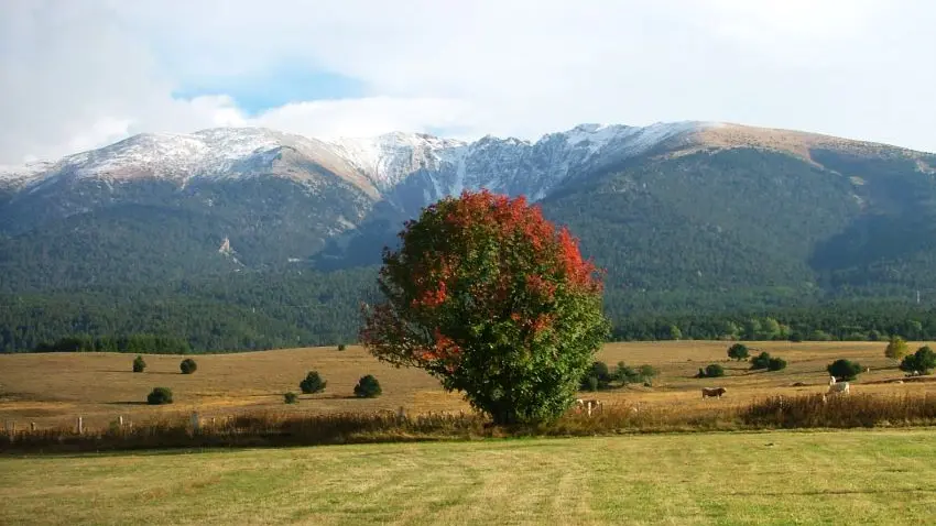 Bouleau (feuilles d’automne) et vue sur le Cambra d'Ase_1