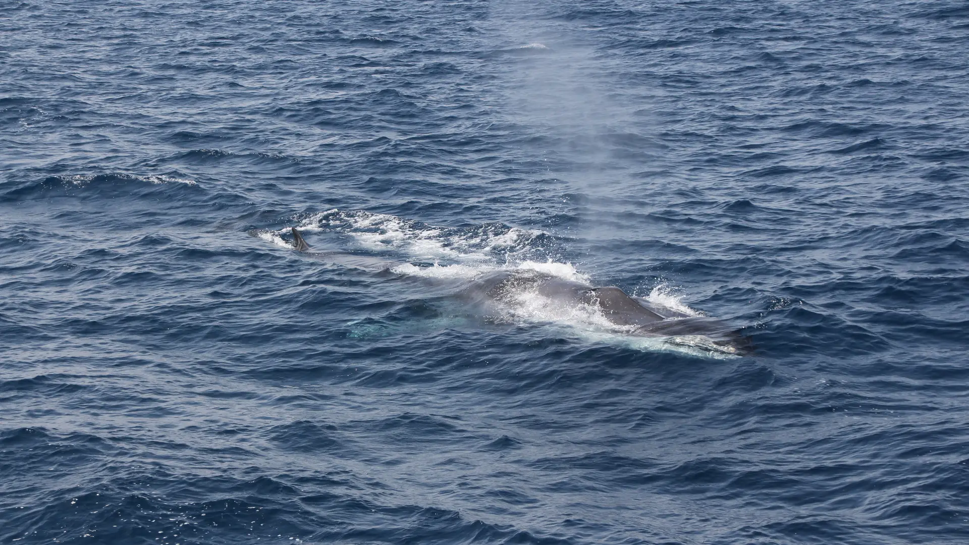 baleine rorqual commun découverte baleines et dauphins catamaran navivoile canet en roussillon