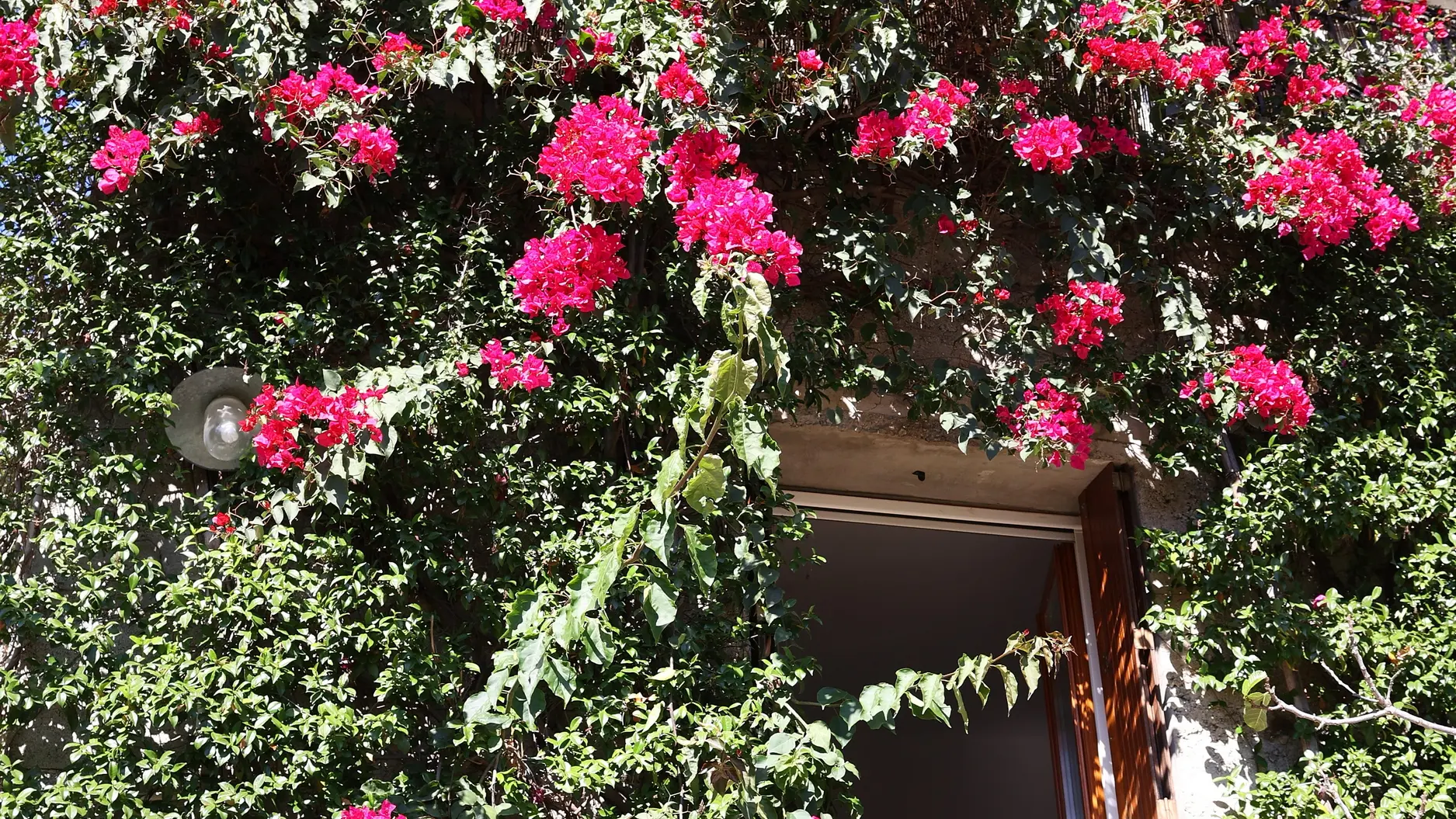 le splendide bougainvillier et fenêtre du séjour