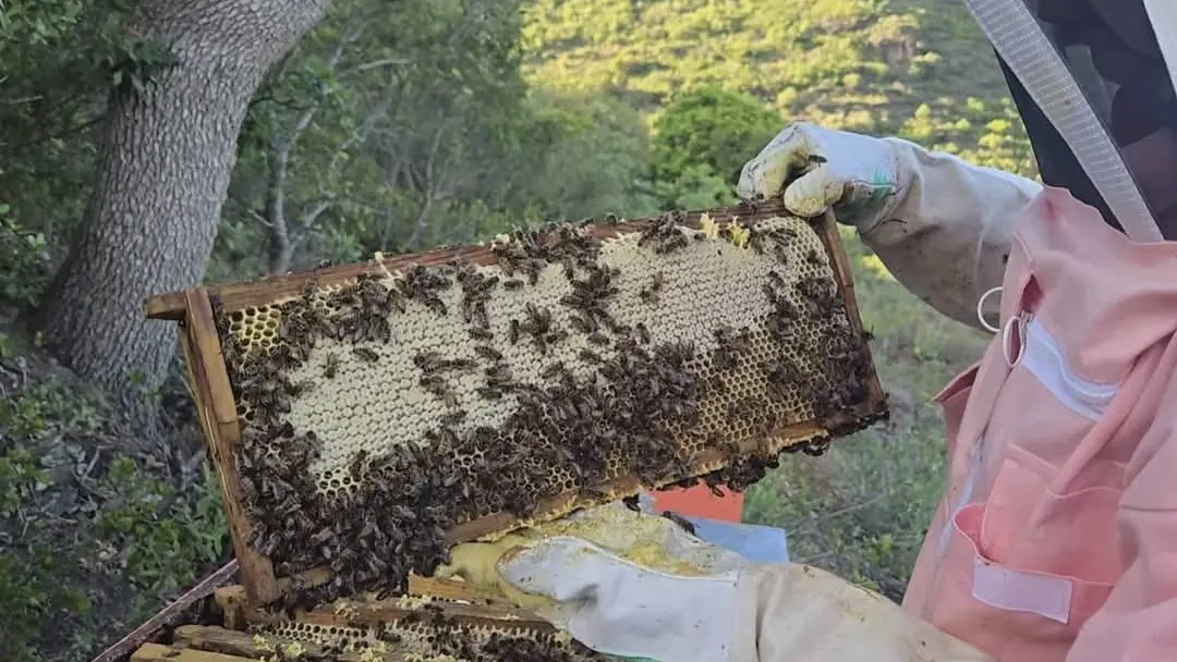 cadre miel et abeilles