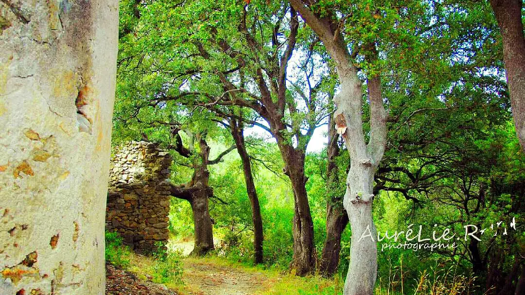 Sous-bois Chapelle Saint-Laurent_1