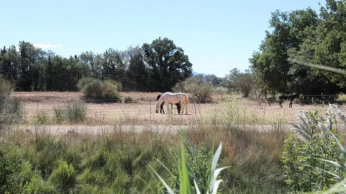 Chevaux à la Prade de Thuir_2