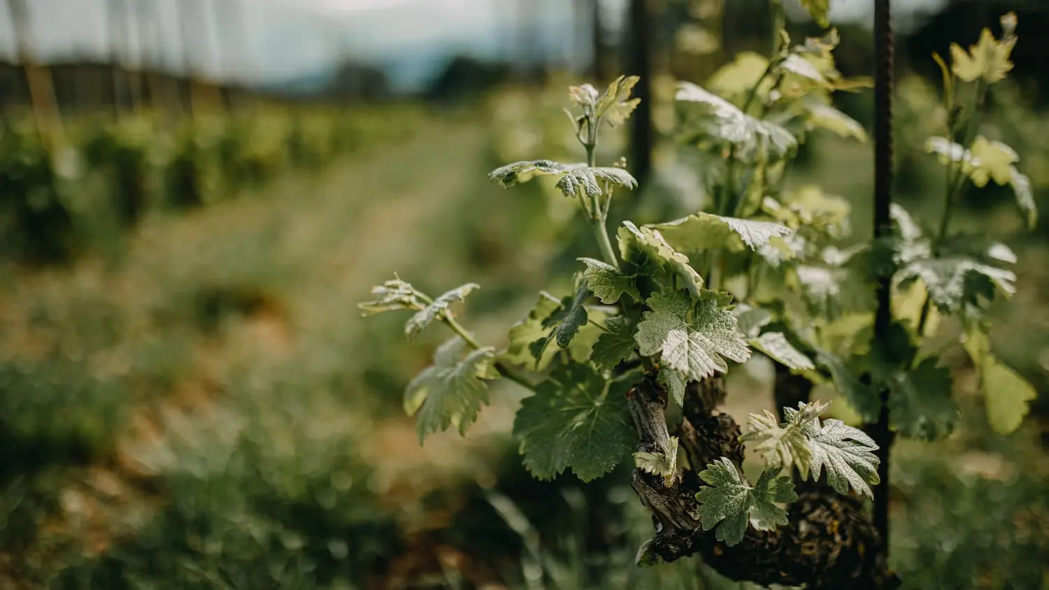 clot_de_l_oum_pousse©Sonia Epple