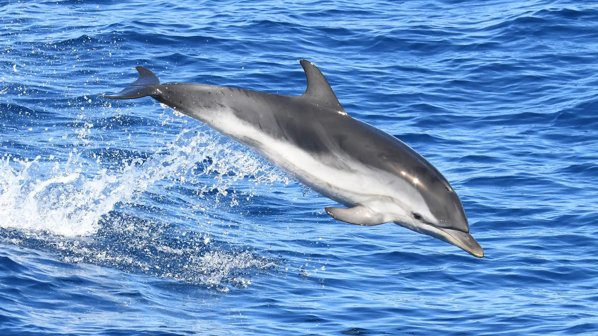 dauphin bleu et blanc croisiere decouverte baleines et dauphins canet en roussillon navivoile