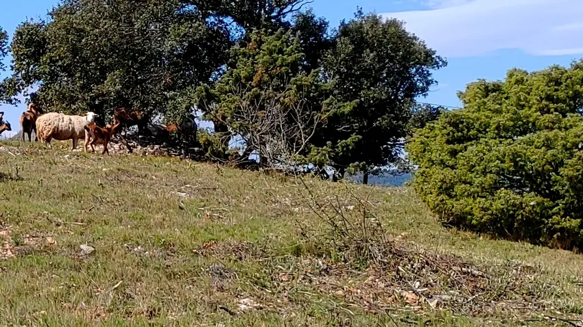 Faune et flore des Aspres_3