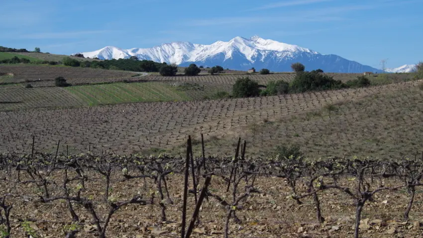 Vignes