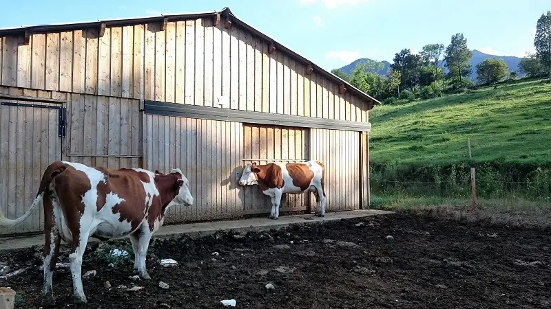ferme du mas guiter1