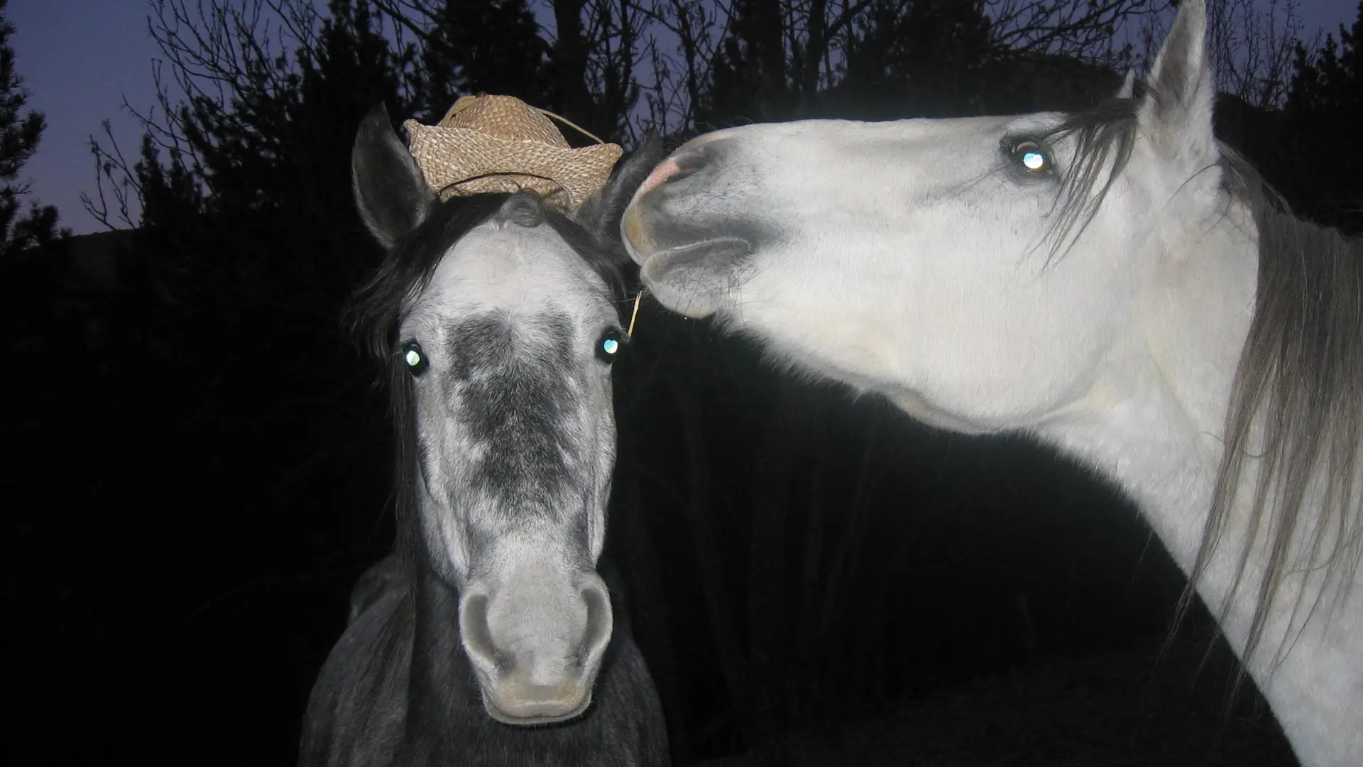 foire hispano breton 028