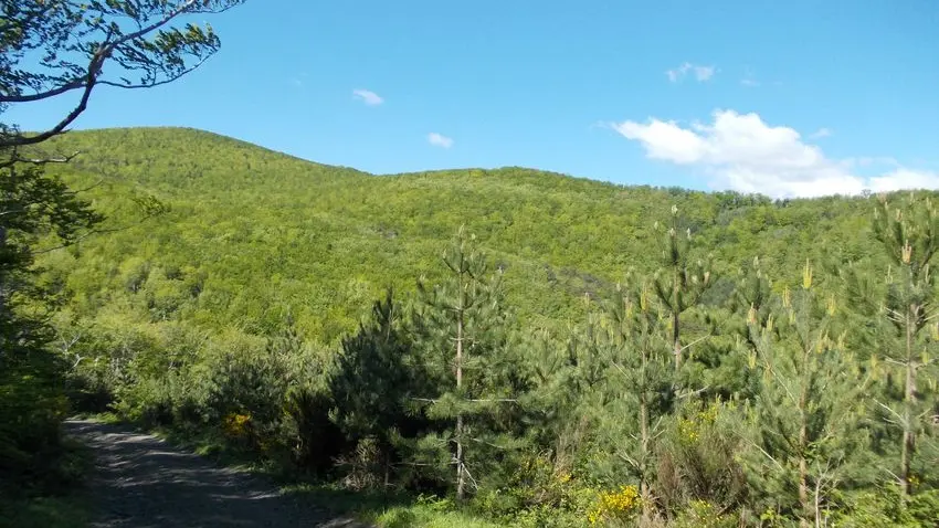 Forêt de Boucheville_1