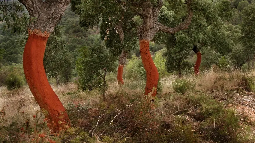 La suberaie de Llauro_1