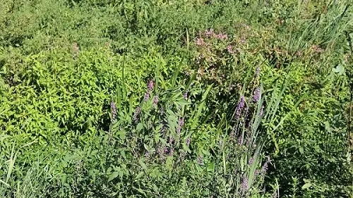 Flore de La Prade de Thuir_3