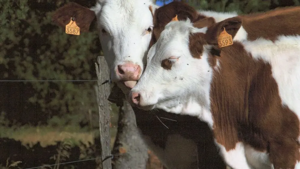 fromagerie cal gilet 3