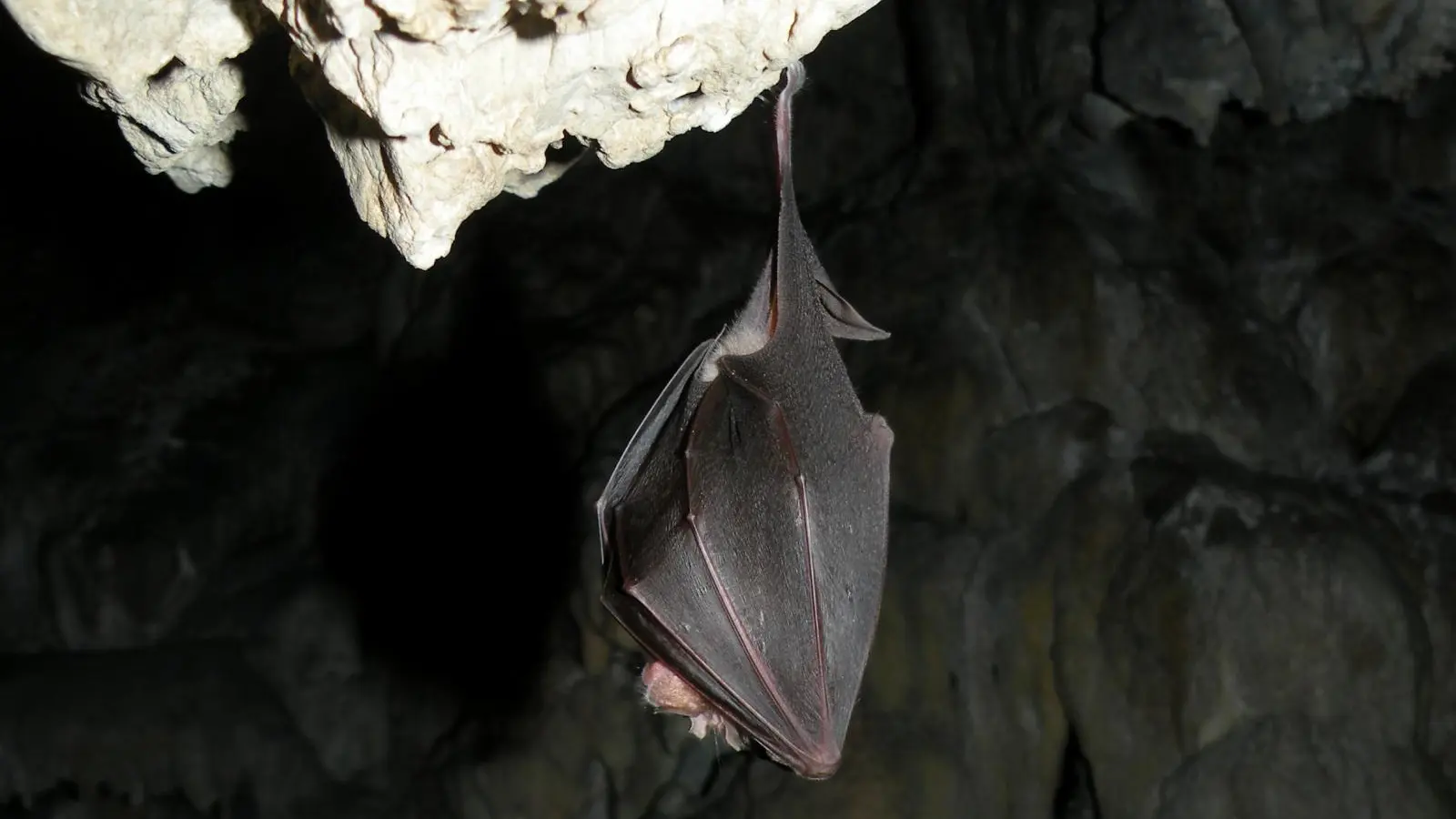 gd_rh_fuilla_le_14.11.08_cg66_c_sentenac chauve souris