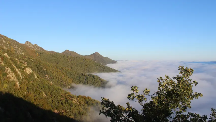 Forêt et mer de nuages sur le massif du Canigó_4