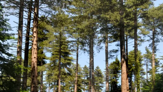 arbres_bordant_la_route_vers_le_col_de_louillat