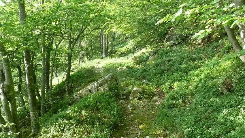 Hêtraie, en chemin vers Sant Guillem_3