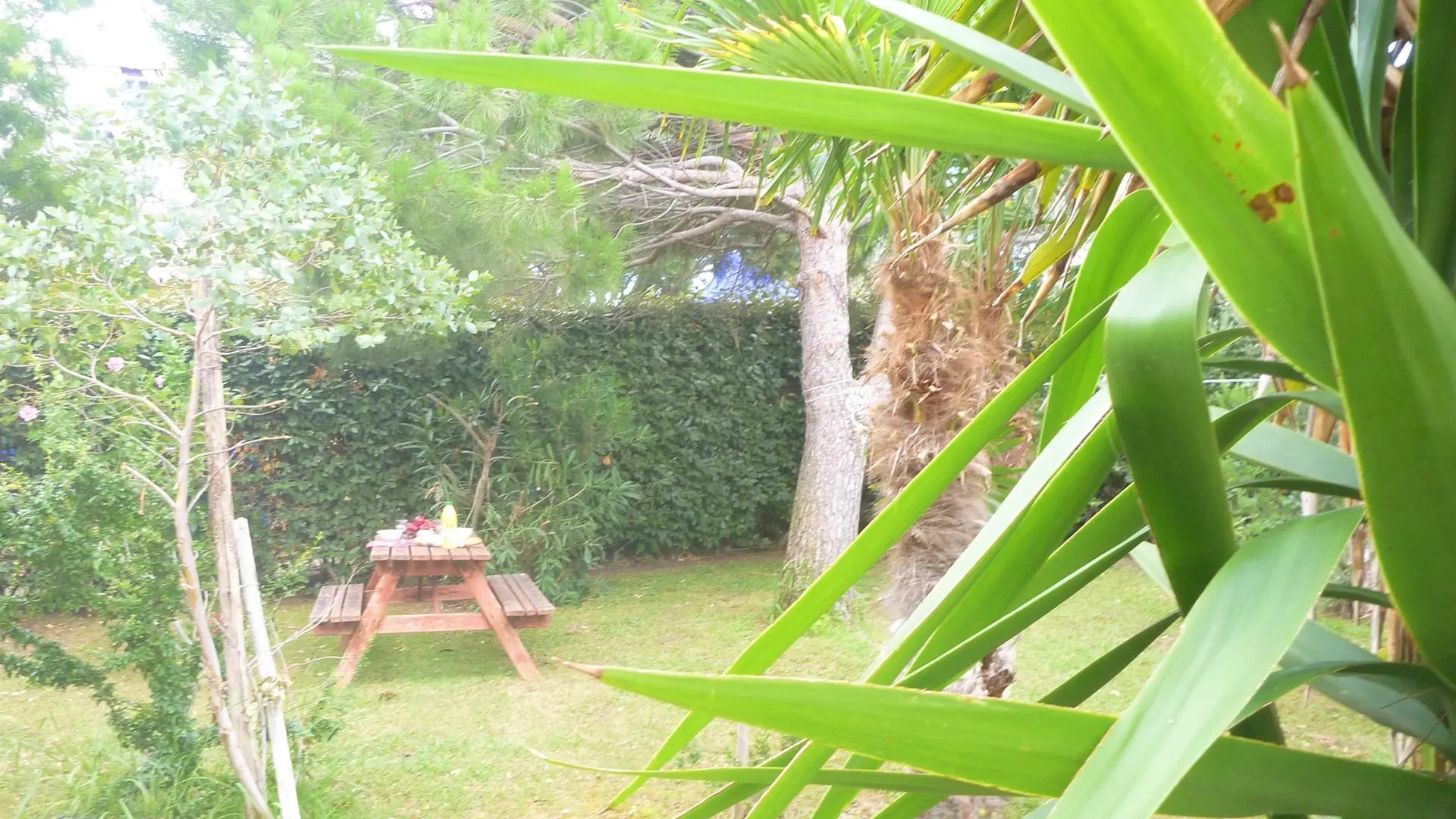 GITEDESDEUXRIVES JARDIN CLOS ARBORE_15