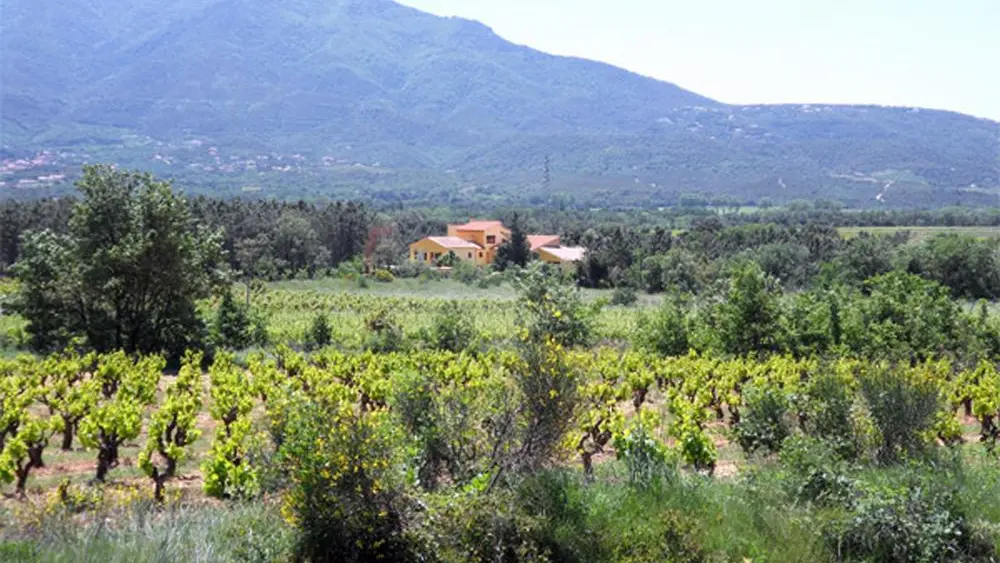 Le mas perdu dans les vignes_1
