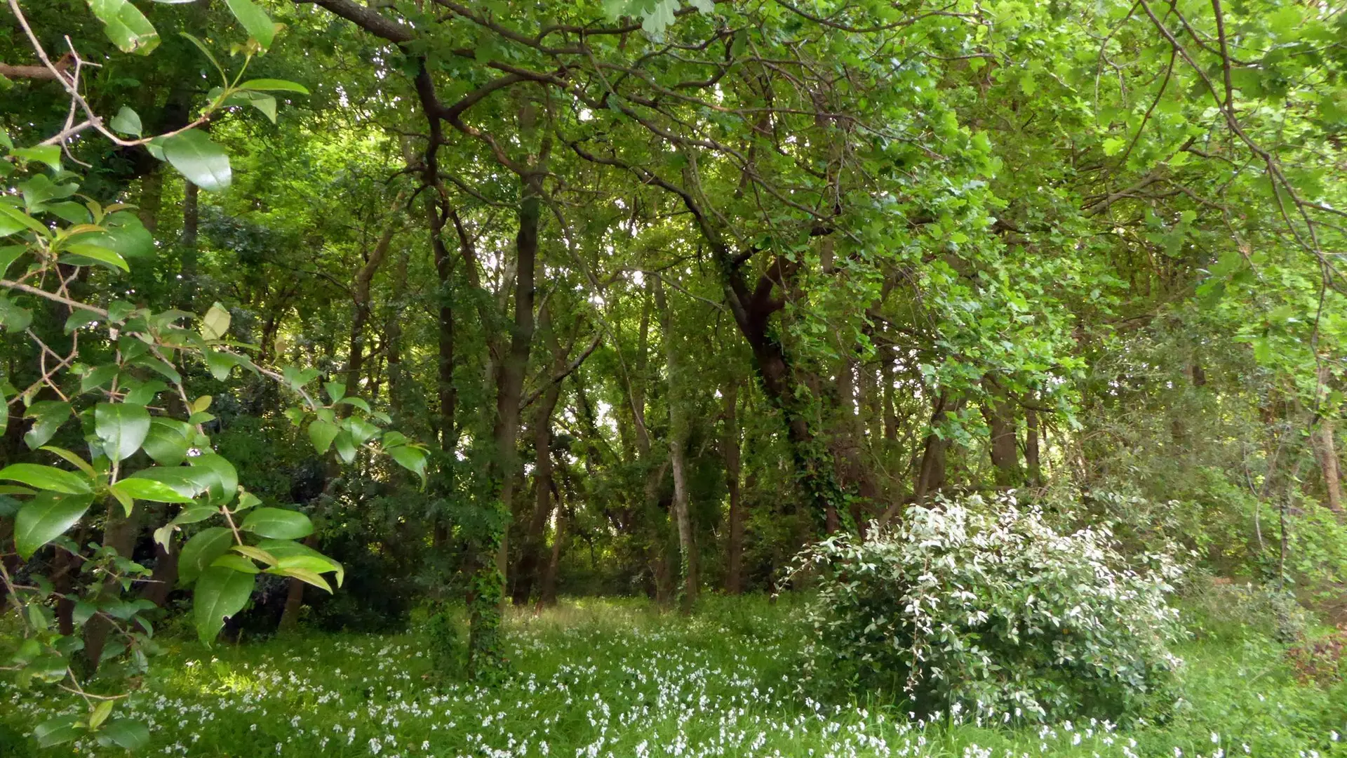 Espace boisé le long du jardin_8