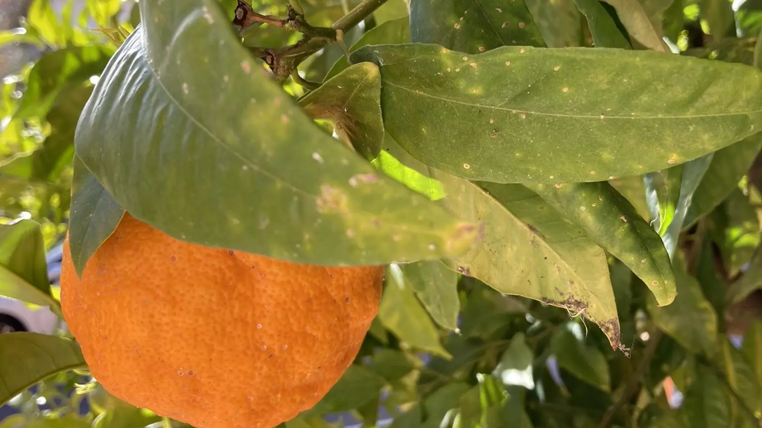 938FF70B-503A-4CDA-99EB-CD9B8BD25F24_36