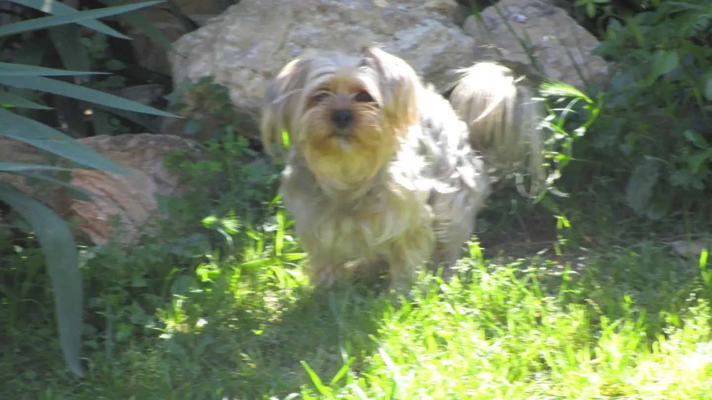 Je m'appelle Léon_33