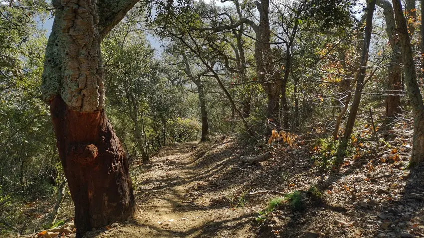 Descente vers le pin parasol_4