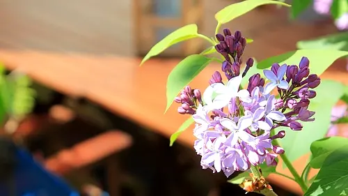 jardin gite terrasse prades 66 perpignan les loges (9) (1)