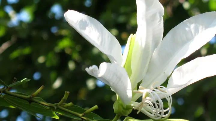 jardin tropique du papillon