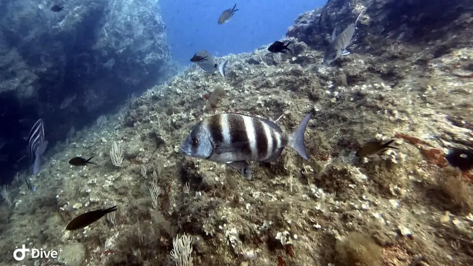 lagune plongee poisson